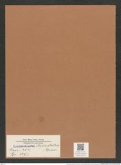 Coscinodiscus diplostictus Grun. (de-Toni-Nr.: Genus 202, Species 5097) Zeichnungen Sammlung Grunow Mappe 04878 (Herbarium_W_Grunow_drawings_Folder_04878)